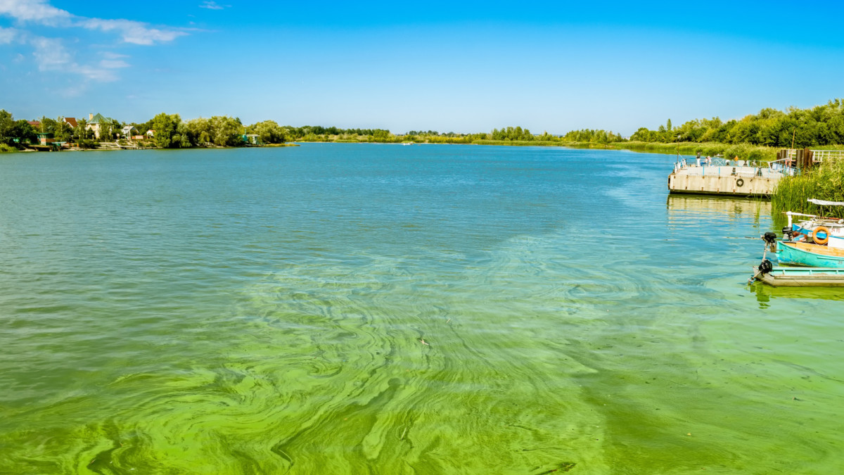 Toxic Algae Blooms on the Rise, Here’s How They Look From Above